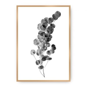 Plakat Eucalyptus Grey