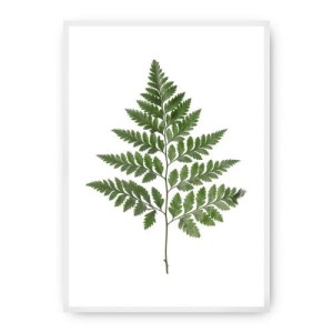 Plakat Fern Green