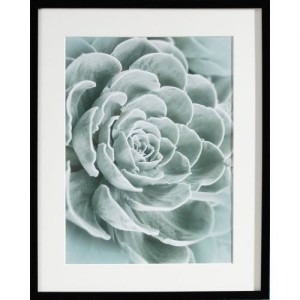 Obraz Succulents I 40x50cm