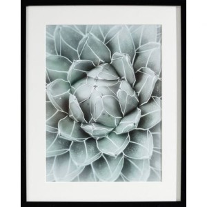 Obraz Succulents II 40x50cm