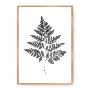 Plakat Fern Grey