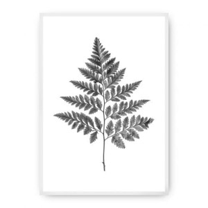 Plakat Fern Grey