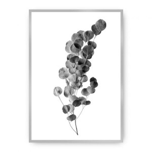 Plakat Eucalyptus Grey