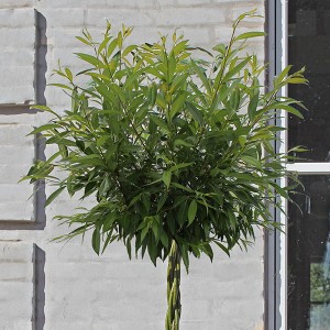Pair Willow Wand Large 1M 10L Premium in Pine Cone Planters