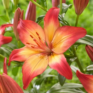 Lily Heartstrings Flower Plant - 20 bulbs