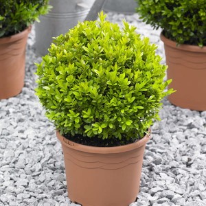 Box Buxus Balls 25cm (Pair)
