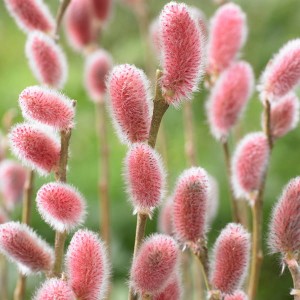 Salix Gracilistyla 'Mount Aso' (Pink Pussy Willow) 9cm (Triple Pack)