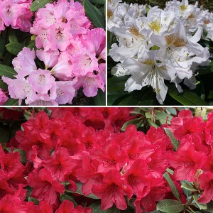 Rhododendron Collection 4L (3 Pack)