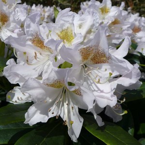 Rhododendron 'Cunninghams White' 4L Pot