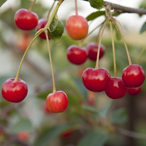 Cherry Bush 'Porthos' 3L Pot