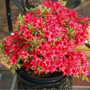 Rhododendron 'Bollywood' 3L Pot