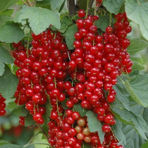 Redcurrant 'Rovada' Plants in 2L Pot (Pair)