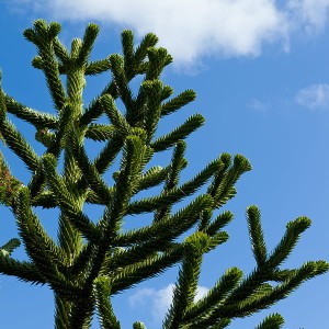 Monkey Puzzle 'Araucaria Araucana' Tree 5L