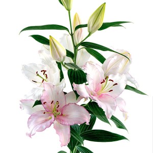 Colour Changing Fragrant Lily Cameleon Large Bulbs (10 Pack)