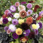 Decorative Dahlias (10 Pack)