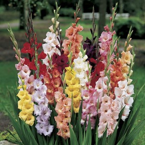 Glamorous Gladioli Bulbs (100 Pack)