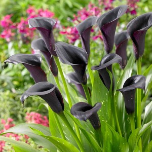 Pack of 3 Black Calla Lily Corms