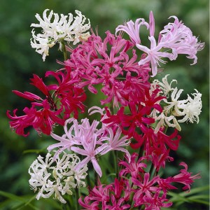 Nerines Hybridisers Mix (10 Bulbs)