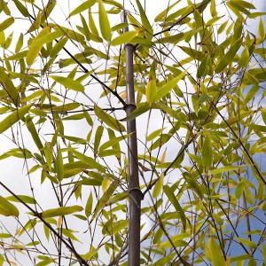 Black Bamboo (Phyllostachys nigra) 2L