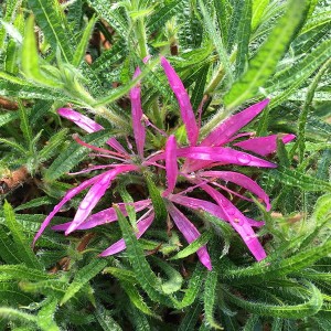 Spider Azalea Fuji 15cm Pot