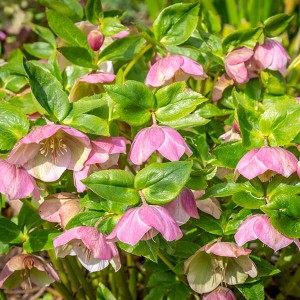 Hardy Pink Hellebores (Lenten Roses) 12cm Pots