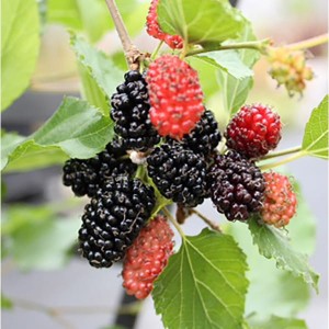 Patio Mulberry 'Mojoberry' 5L Pot