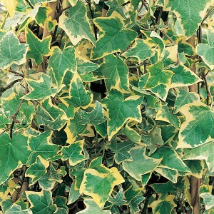 Trailing Variegated Ivy Collection 12 x Plants
