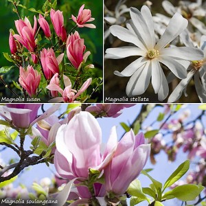 Fragrant Magnolia Collection 9cm Potted Plants (3 Pack)
