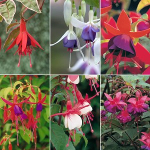 Hardy Fuchsia Collection 9cm Varieties (6 Pack)