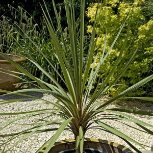 Pair of Cordyline Australis 1m Tall Plants
