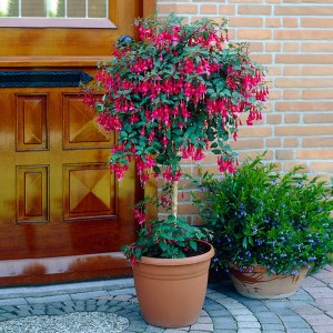 Standard Fuchsia Tree 3L Pot