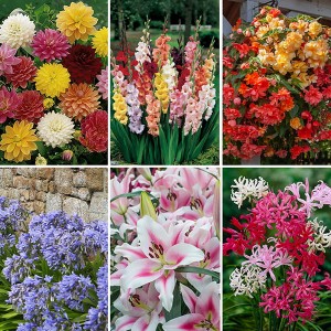 Taylor Bulbs XXL Megapack Deal - 8 Packs and 50+ Premium Bulbs