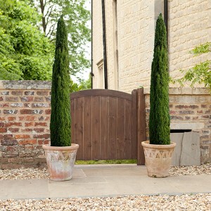 Italian Cypress Trees 1.2-1.4m (3.9-4.6ft) Tall (Pair)