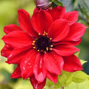 Dahlia Bishop of Llandaff x 5 tubers