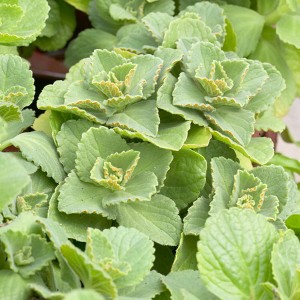 Coleus Canina Scardy Cat Plant x 12 Jumbo Plugs