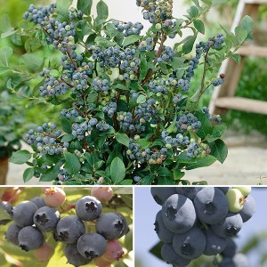 Blueberry Bonanza - Blueberry Plants with 20cm Alhambra Planters