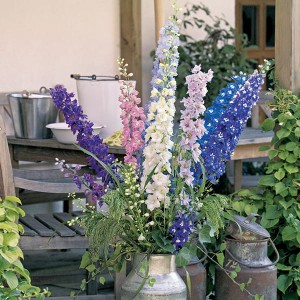 Perennial Delphinium Pacific Giants Mixed - Pack of 12