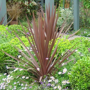 Pair Cordyline Red Star 80cm tall