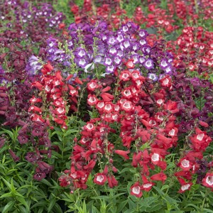 Perennial Hardy Penstemon Collection (12 Jumbo Plugs)