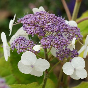 Hydrangea Aspera 'Goldrush' 3L Pot