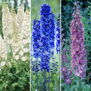 Delphinium Collection 3 x 9cm Pots