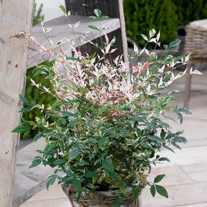 Nandina Domestica 'Twilight' 2L