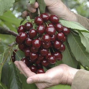 Pair of Stella Cherry Trees 1.2-1.4m (3.9-4.6ft) Tall