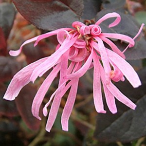 Loropetalum 'Firedance' 90cm Standard 3L Pot