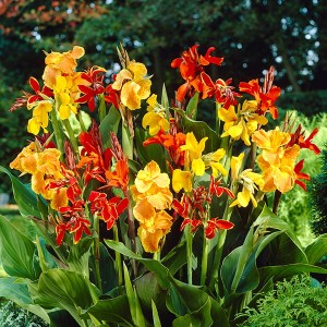 Canna 'Canasta' Garden Ready Plants (6 Pack)