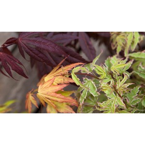 Hardy Acers Maples Collection