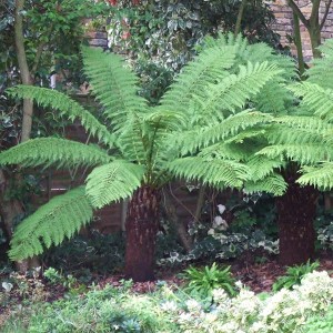 Hardy Tree Fern 'Dicksonia Antartica' - 2ft Potter Log