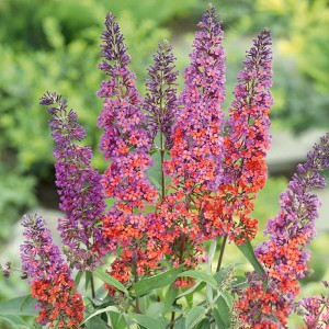 Buddleia 'Flower Power' in 2L Pot