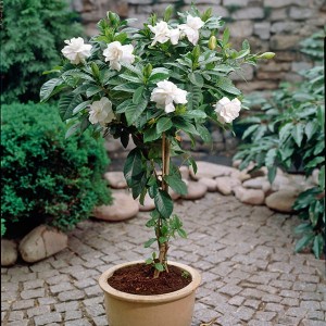 Gardenia Plaited Stem Standard 70cm