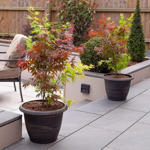 Japanese Acer Palmatum 'Festival' 3-in-1 Mix 3L Pot